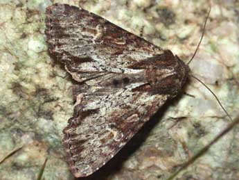 Apamea crenata Hfn. adulte - �Herv� Guyot