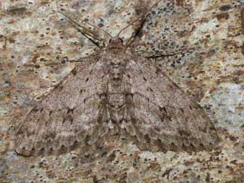 Ectropis crepuscularia D. & S. adulte - �Philippe Mothiron