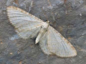 Eupithecia cretaceata Packard adulte - �Daniel Morel