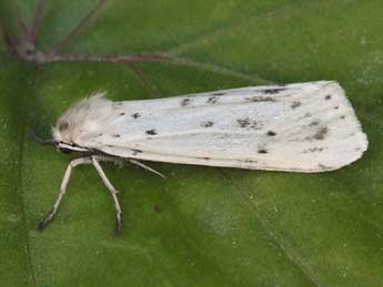 Coscinia cribraria L. adulte - �Daniel Morel