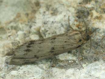 Coscinia cribraria L. adulte - �Daniel Morel