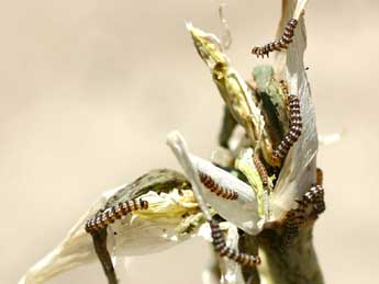  Chenille de Brithys crini F. - �Daniel Morel