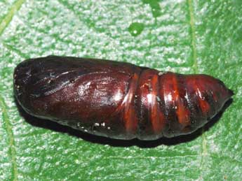  Chrysalide de Brithys crini F. - �St�phane Grenier