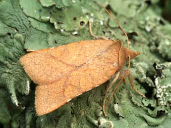 Jodia croceago D. & S. adulte - �Daniel Morel