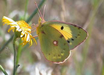 Colias crocea Frc. adulte - �Philippe Mothiron