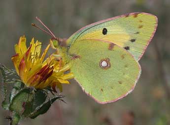 Colias crocea Frc. adulte - �Philippe Mothiron
