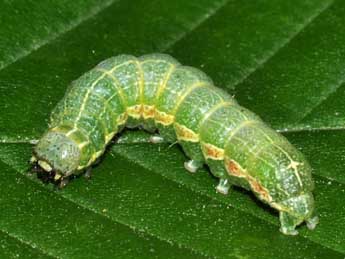  Chenille de Orthosia cruda D. & S. - �Philippe Mothiron