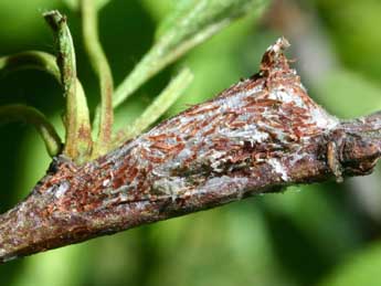  Chrysalide de Nola cucullatella L. - �Serge Wambeke