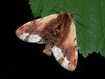 Ptilodon cucullina D. & S. adulte - �Philippe Mothiron