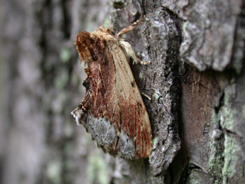 Ptilodon cucullina D. & S. adulte - �Philippe Mothiron