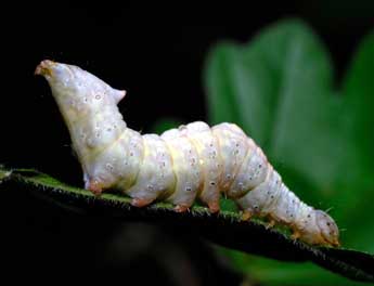  Chenille de Ptilodon cucullina D. & S. - �Fran�ois Spill