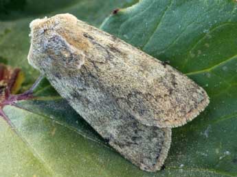 Euxoa culminicola Stgr adulte - �Daniel Morel