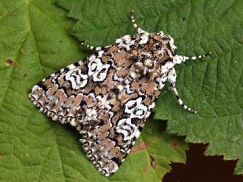 Lamprosticta culta D. & S. adulte - �Daniel Morel