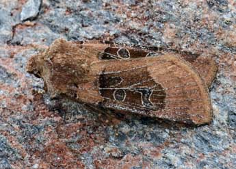 Chersotis cuprea D. & S. adulte - �Daniel Morel