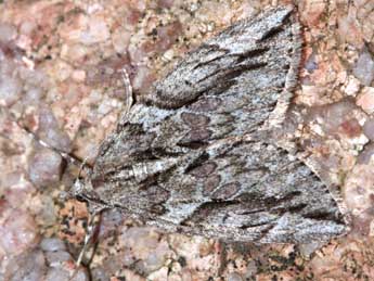 Thera cupressata Gey. adulte - �J�r�me Barbut