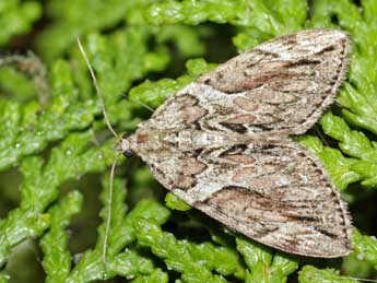 Thera cupressata Gey. adulte - �Jean-Paul Coat