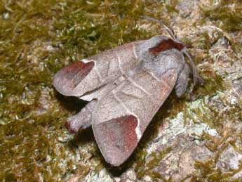 Clostera curtula L. adulte - �Philippe Mothiron