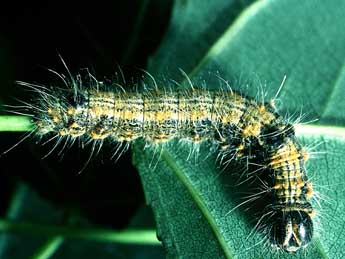  Chenille de Clostera curtula L. - �Philippe Mothiron