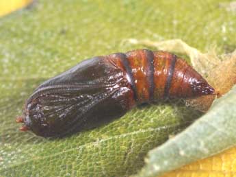  Chrysalide de Drepana curvatula Bkh. - �Philippe Mothiron