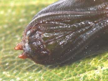  Chrysalide de Drepana curvatula Bkh. - �Philippe Mothiron