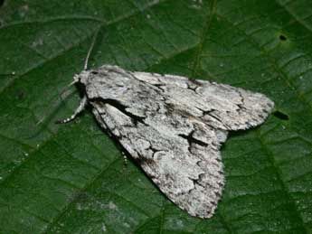 Acronicta cuspis Hb. adulte - �Philippe Mothiron