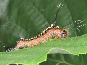 Chenille de Acronicta cuspis Hb. - �Philippe Mothiron
