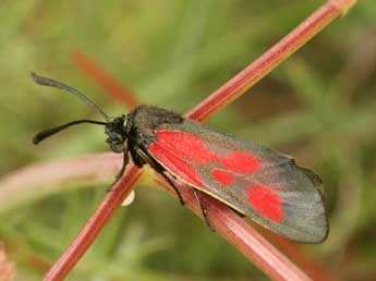 Zygaena cynarae Esp. adulte - �Daniel Morel