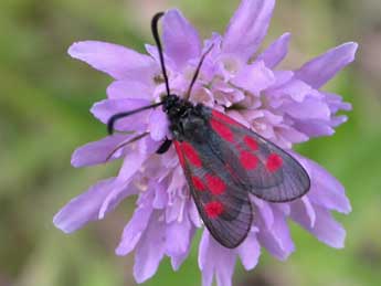 Zygaena cynarae Esp. adulte - �Eric Drouet- GIRAZ