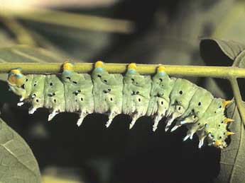  Chenille de Samia cynthia Drury - �Herv� Guyot
