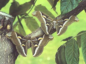 Samia cynthia Drury adulte - �Herv� Guyot