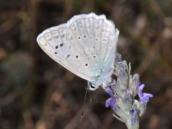 Polyommatus daphnis D. & S. adulte - �Philippe Mothiron