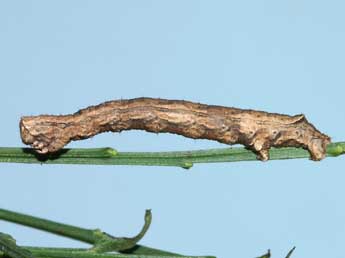  Chenille de Crocallis dardoinaria Donz. - �Lionel Taurand