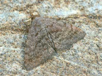 Metachrostis dardouini Bsdv. adulte - �Daniel Morel