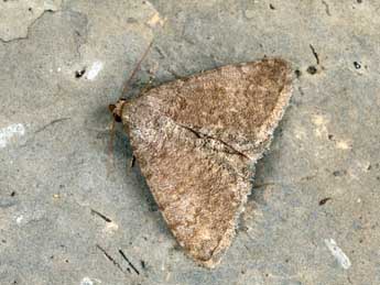 Metachrostis dardouini Bsdv. adulte - �Daniel Morel