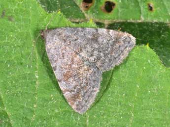 Metachrostis dardouini Bsdv. adulte - �Philippe Mothiron