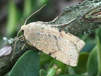 Conistra daubei Dup. adulte - �Daniel Morel