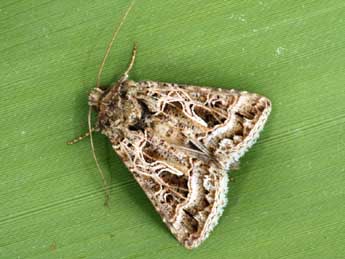 Thysanoplusia daubei Bsdv. adulte - �Daniel Morel