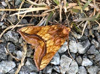 Panchrysia aurea Hb. adulte - �Daniel Morel