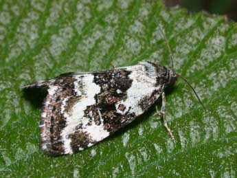 Deltote deceptoria Scop. adulte - �Philippe Mothiron