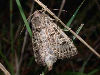 Tholera decimalis Poda adulte - �Philippe Mothiron