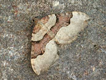 Xanthorhoe decoloraria Esp. adulte - �Daniel Morel