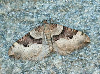 Xanthorhoe decoloraria Esp. adulte - �Daniel Morel