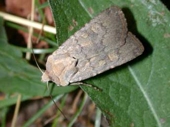 Euxoa decora D. & S. adulte - �Philippe Mothiron