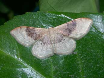 Idaea degeneraria Hb. adulte - �Philippe Mothiron