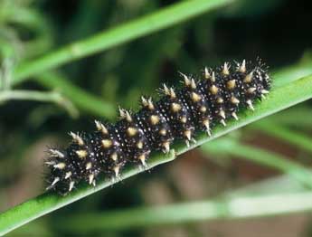  Chenille de Melitaea deione Gey. - �Philippe Mothiron