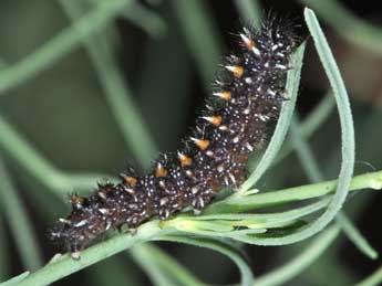  Chenille de Melitaea deione Gey. - �Philippe Mothiron