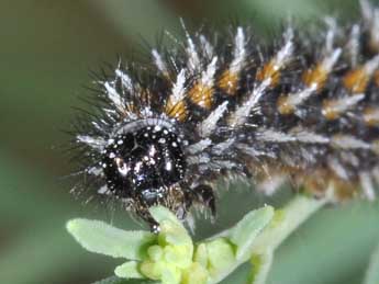  Chenille de Melitaea deione Gey. - �Philippe Mothiron