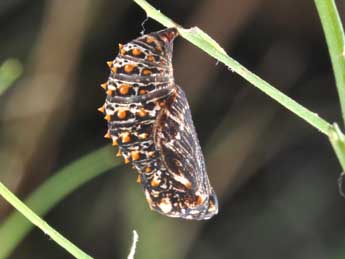  Chrysalide de Melitaea deione Gey. - �Philippe Mothiron