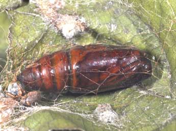  Chrysalide de Selenia dentaria F. - �Philippe Mothiron