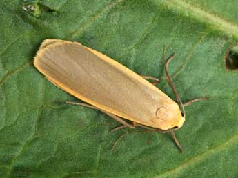 Katha depressa Esp. adulte - �Daniel Morel